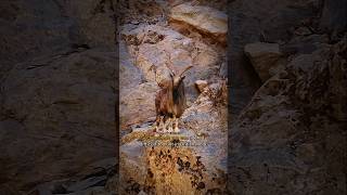 Markhor The National Animal of Pakistan  shorts animals markhor facts trending amazing [upl. by Llesirg]