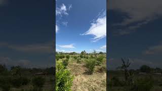 Short vid clip 125 sinturis farm 17 hectares price 700 per sqm [upl. by Mark282]