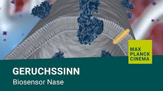 Geruchssinn  Biosensor Nase [upl. by Sullecram]