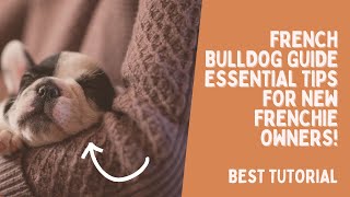 Master the Art of French Bulldog Care The Ultimate Frenchie Guide [upl. by Azne]