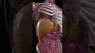 From Fatty Liver to Cirrhosis [upl. by Ahsote]