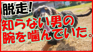 【感動する話 犬】散歩中に突然、犬が脱走！見つけた時には知らない男の腕を噛んでいた。【泣ける話】 [upl. by Yrahk]