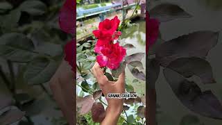 My favorite Red roses fyp nature beautiful love [upl. by Nanoc466]