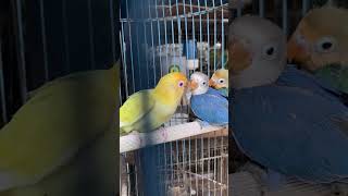 Ternak burung lovebird warna [upl. by Comptom478]