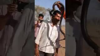 jodhpur man dies after snake bite [upl. by Noirda318]