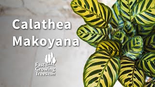 Calathea Makoyana  FastGrowingTreescom [upl. by Konstanze]