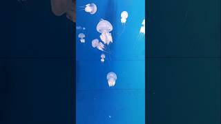 Jellyfish aquarium waterlife shortsviral shortstrending reels nature entertainment [upl. by Gard798]