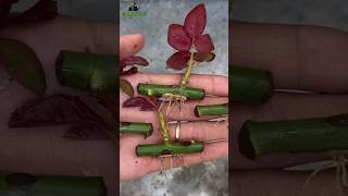 How to grow rose from cuttings best result of rose cutting growroses garden garden [upl. by Lacram]