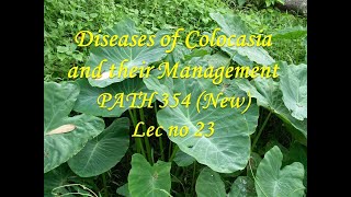 Diseases of Colocasia and their Management PATH 354 New Lec no 23 [upl. by Roswell]