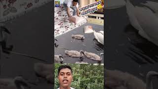 Chinese Amazing Bed Sheets shorts funny trending trendingshorts viralvideo comedy [upl. by Katee]