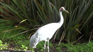 Brolga  Grus Rubicunda [upl. by Nylessej]