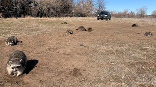 Gang Setting for Raccoons Trapping Deer Properties [upl. by Llenoj]