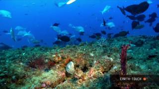 Natures wonders Coral reefs in HD [upl. by Kristal344]