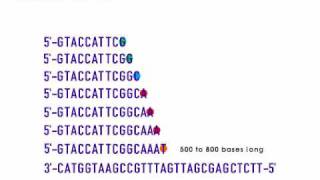 How to Sequence a Genome 7 Products of Sequencing Reactions [upl. by Gildas]