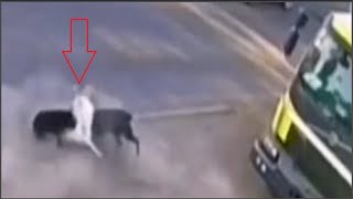 American bulldog destroys 3 stray dogs that attacked it [upl. by Eesak]