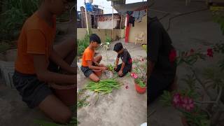 spider lily plants care tipsyoutubeshorts gardening lily caretips [upl. by Airt]