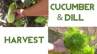 Harvest Video  How To Harvest Cucumbers amp Dill [upl. by Firehs]