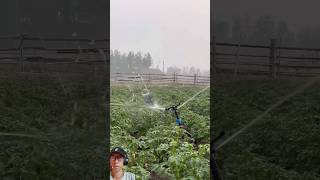 Irrigation system using rotary sprinkler instalation agriculturetechnology irrigationsystem [upl. by Merissa]