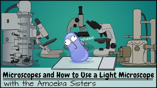 Microscopes and How to Use a Light Microscope [upl. by Asilegna]