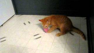 Cat growling while playing with a sock [upl. by Island]