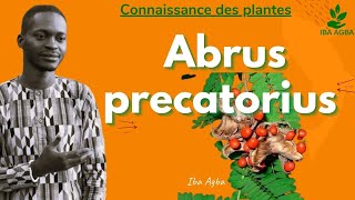 Connaissance des plantes quot Abrus precatorius quot [upl. by Yadahs]