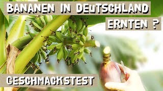 Bananen in Deutschland ernten So schmeckt eine Bananenblüte [upl. by Metzger]