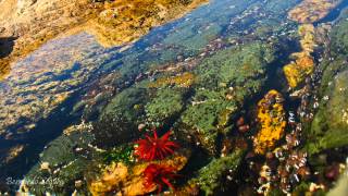 Tide pool timelapse [upl. by Acinoda]