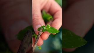 Chickweed Offers SO Many Benefits [upl. by Enyledam]