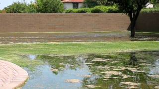 flood irrigation in Mesa Arizona clip 5 [upl. by Arnuad]