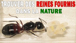 Comment trouver une reine fourmis amp Fabriquer un tube à essai pour commencer lélevage [upl. by Oreste]