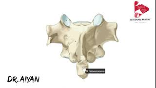 Anatomy of the Thoracic Vertebrae of the Dog [upl. by Albertson604]