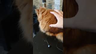 mrrrrrrpfluffy orange cat activation noise [upl. by Brogle675]