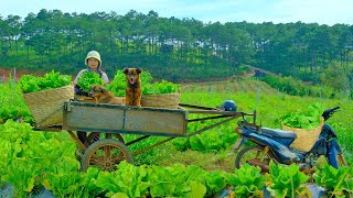 Harvesting Vegetables Goes To Market Sell  Buy Chickens to Raise Farm Daily Life  Tieu Lien [upl. by Aelsel807]