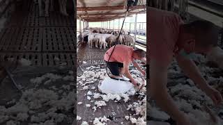 Artisan wool shearing technique [upl. by Alur426]