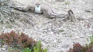 Redcapped Plover distraction broken wing display [upl. by Tomi]