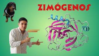 Regulación enzimática Zimógenos o proenzimas [upl. by Roselin]