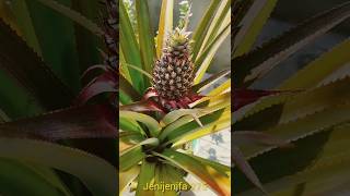 Trash Garden🏡 Pineapple🍍எப்படி வளருகிறது என்று பாருங்கள்nature trendingshorts jenijenifa275 [upl. by Ahsillek]