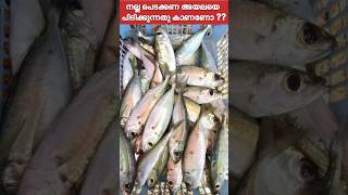 💥Traditional method of catching Bigeye Scad അയല Maldives anglingworld shorts shortvide [upl. by Niliak]