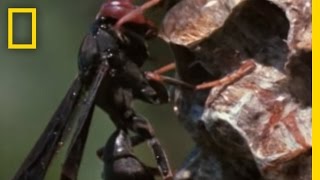 Paper Wasp vs Army Ant Horde  National Geographic [upl. by Noit]