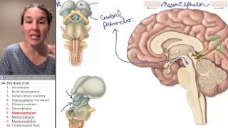 the Midbrain  Mesencephalon Brain ☆ Human Anatomy Course [upl. by Akenal]