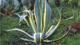 Plantes Grasses  Aloe Gymnocalycium Espostoa Cereus Echinocactus [upl. by Gorrono367]