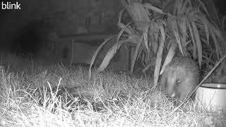 young hoglet distrubed late with the dishes 2 November 2024 [upl. by Aehsel]