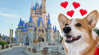 Hammy found dog DISNEYLAND [upl. by Hendon]