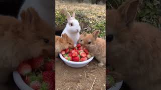 A group of rabbits eat strawberries and are cute Rabbits Little cute pets in the countryside [upl. by Sergo]