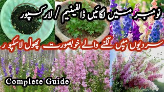 How to grow Dolphinium  Larkspur plant from seeds at homeTHEFLOWERBOX740 [upl. by Smart969]