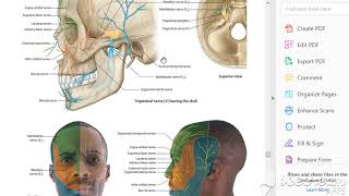 Trigeminal nerve ophthalmic 1 [upl. by Eceerahs]