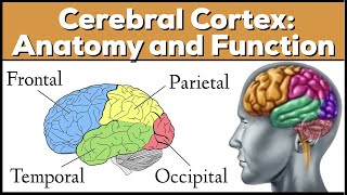 Lobes of the Brain Cerebrum Anatomy and Function Cerebral Cortex [upl. by Grimbald]