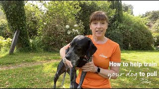 How to get your dog to pull forward Canicrossing [upl. by Sixele]