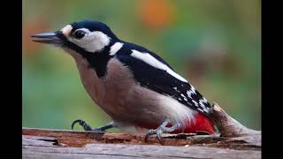 Sony RX10 IV Photos of Great spotted woodpecker [upl. by Kevan870]