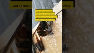 If you choose to place glue traps in front of your bee hives make sure to place them when [upl. by Nortal]